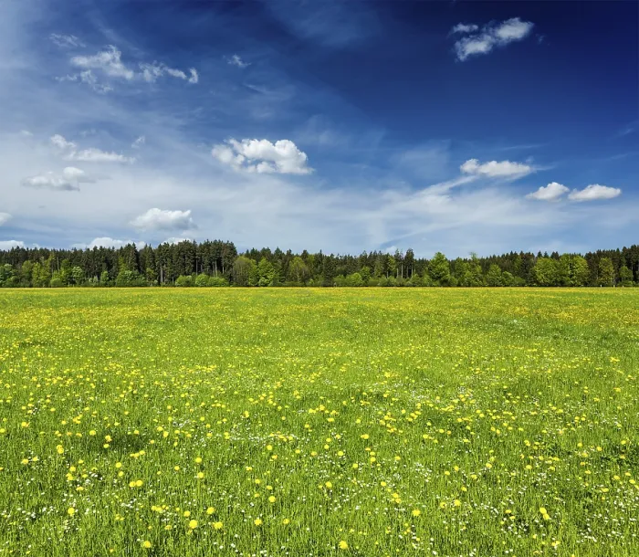 Framed Print : Summer meadow with blue sky, Bavaria