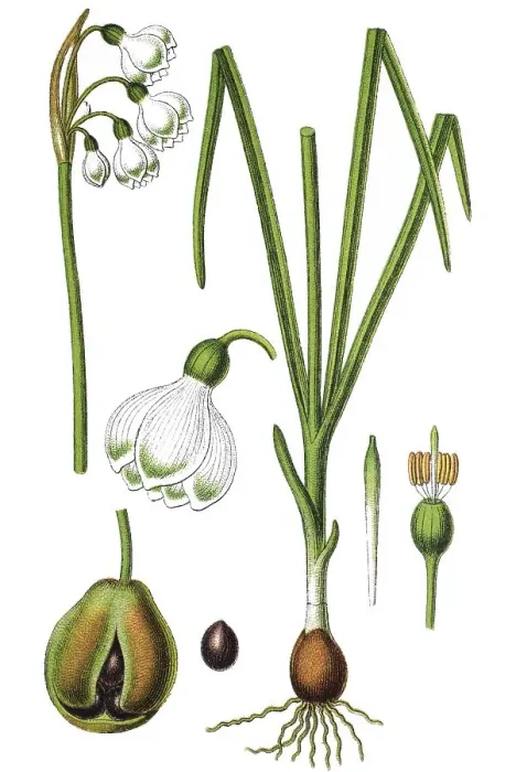 Framed Print : Summer snowflake (Leucojum aestivum) Framed Print : Summer snowflake (Leucojum aestivum)