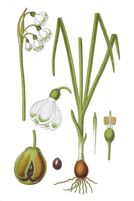 Framed Print : Summer snowflake (Leucojum aestivum) Framed Print : Summer snowflake (Leucojum aestivum)