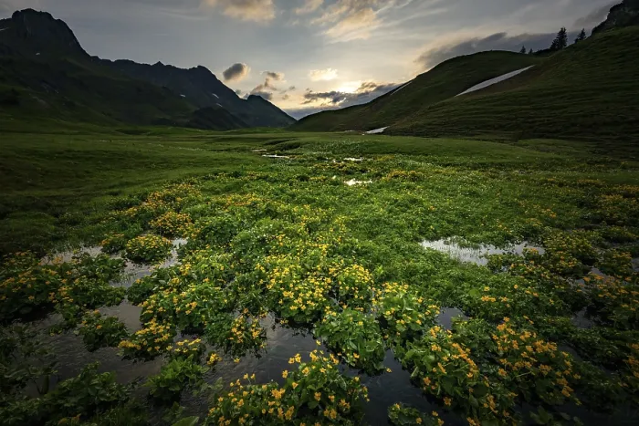Framed Print : Summit in the morning light with dramatic clouds and marsh marigolds (Caltha) with stream in the foreground Framed Print : Summit in the morning light with dramatic clouds and marsh marigolds (Caltha) with stream in the foreground