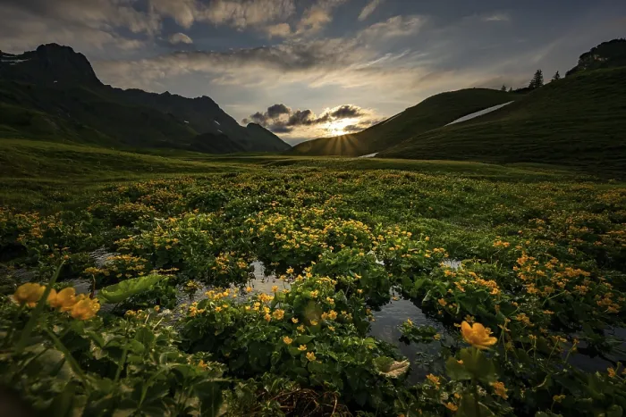Framed Print : Summit in the morning light with dramatic clouds and marsh marigolds (Caltha) with stream in the foreground