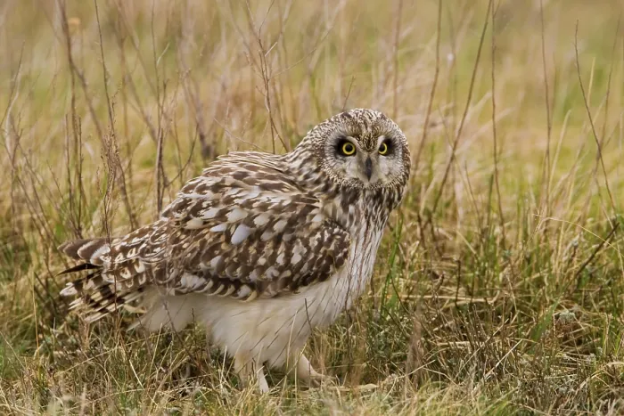 Framed Print : Sumpfohreule, Short-eared (Asio flammeus) Owl