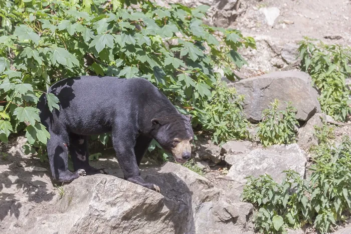 Framed Print : One Sun bear (Helarctos malayanus) walking thru dense vegetation over rocks and logs on hilly ground Framed Print : One Sun bear (Helarctos malayanus) walking thru dense vegetation over rocks and logs on hilly ground