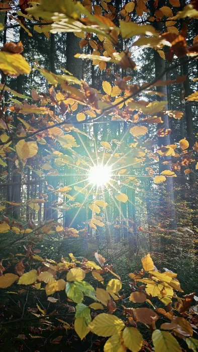 Framed Print : The sun breaks through autumn leaves and fills the forest with golden light Framed Print : The sun breaks through autumn leaves and fills the forest with golden light