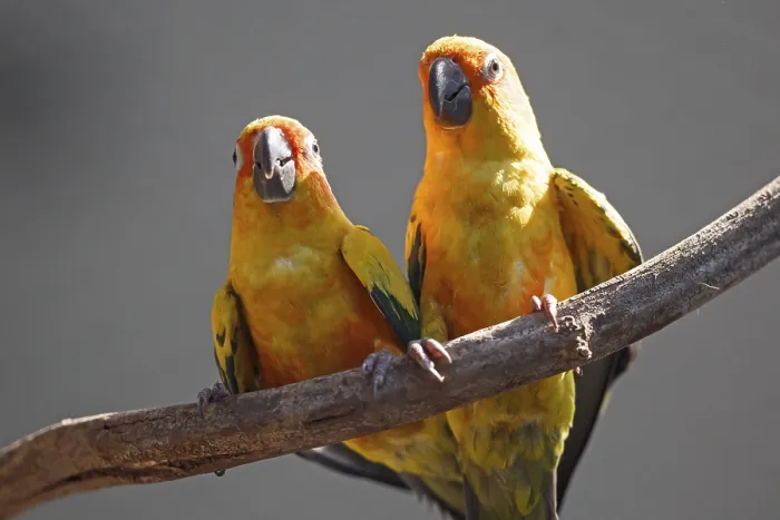 Framed Print : Sun conure (Aratinga solstitialis) Framed Print : Sun conure (Aratinga solstitialis)