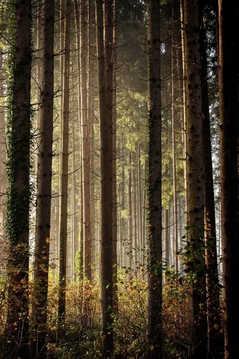 Framed Print : Sun-drenched forest in the mist with tall trees and a peaceful atmosphere, Nicklheim, Bavaria, Germany, Europe
