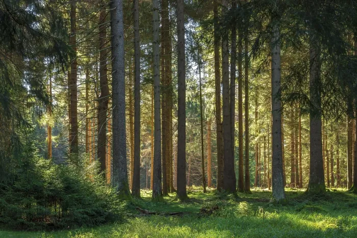Framed Print : Sun-drenched forest, sunny spruce forest Framed Print : Sun-drenched forest, sunny spruce forest