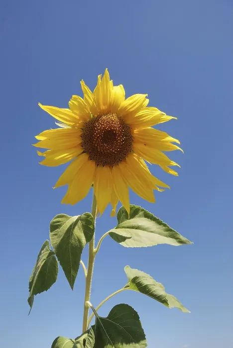 Framed Print : Sun flower field