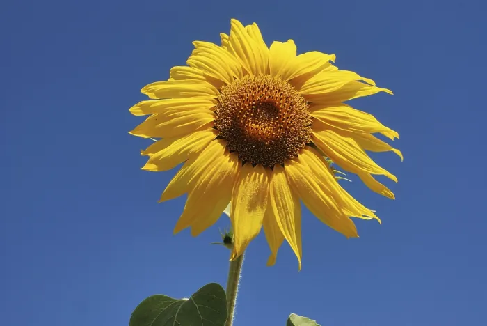 Framed Print : Sun flower field