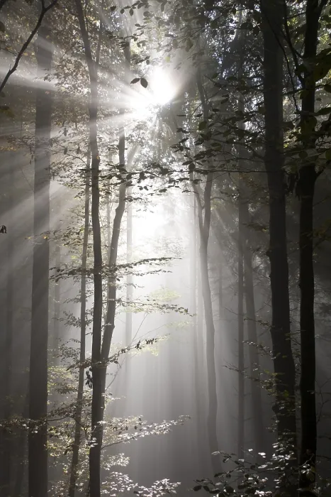 Framed Print : Sun rays in the autumnal misty forest