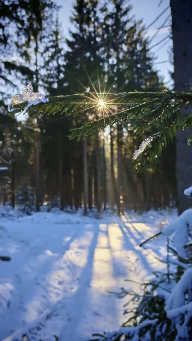 Framed Print : Sun rays break through the branches of a snow-covered forest Framed Print : Sun rays break through the branches of a snow-covered forest