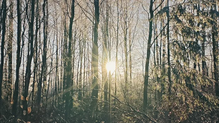 Framed Print : Sun rays break through the tall Framed Print : Sun rays break through the tall