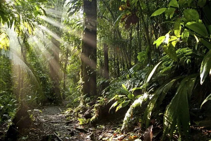 Framed Print : Sun rays in the dense jungle of the Braulio Carrillo National Park
