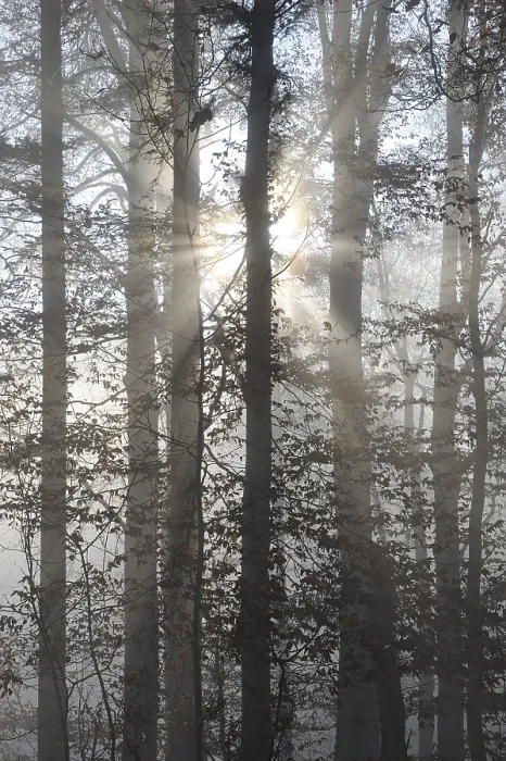 Framed Print : Sun rays filtering through a misty forest Framed Print : Sun rays filtering through a misty forest