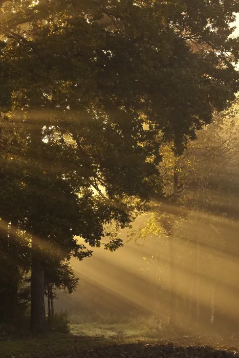 Framed Print : Sun rays in fog in the forest, Feldbach