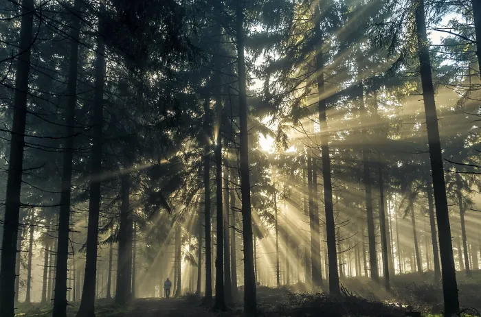 Framed Print : Sun rays passing through the morning fog in a forest with a rambler