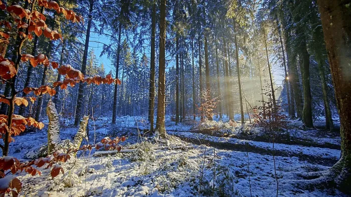 Framed Print : Sun rays penetrate a colorful, snow-covered forest Framed Print : Sun rays penetrate a colorful, snow-covered forest