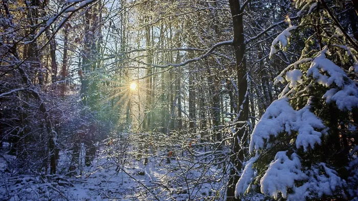 Framed Print : Sun rays penetrate the snowy trees in a peaceful winter forest Framed Print : Sun rays penetrate the snowy trees in a peaceful winter forest