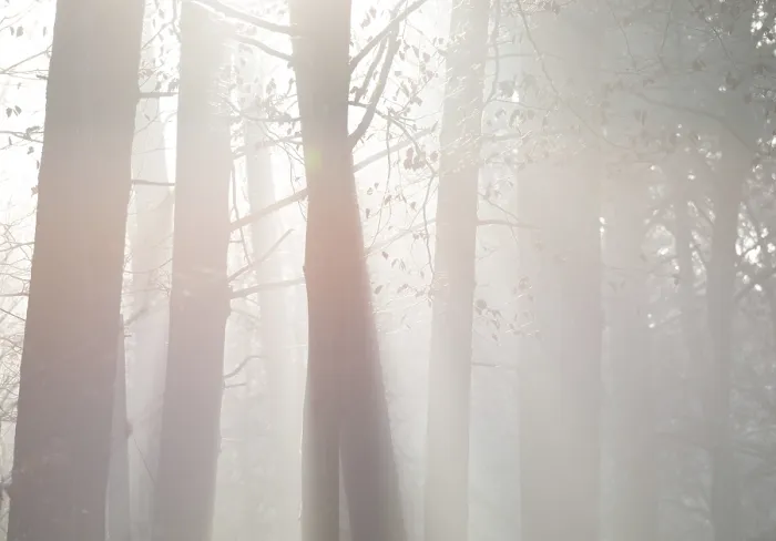 Framed Print : Sun rays penetrate the thickets of a quiet forest Framed Print : Sun rays penetrate the thickets of a quiet forest