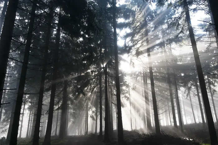Framed Print : Sun rays penetrating the morning mist in a forest Framed Print : Sun rays penetrating the morning mist in a forest