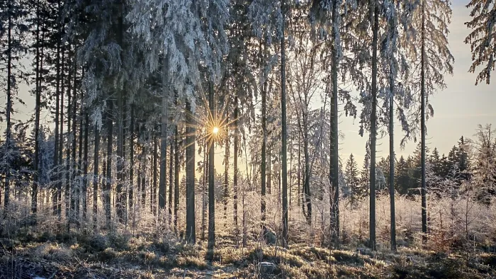 Framed Print : Sun rays shimmer through snow-covered trees in a quiet winter forest Framed Print : Sun rays shimmer through snow-covered trees in a quiet winter forest