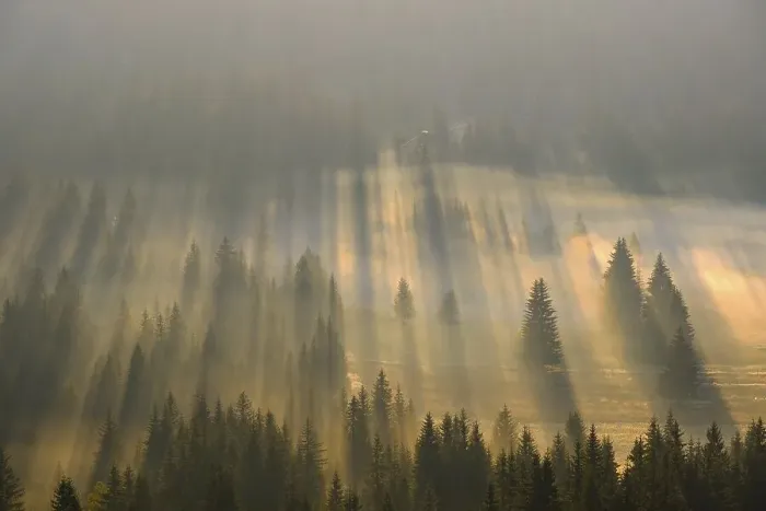 Framed Print : Sun rays shine in the forest through fog