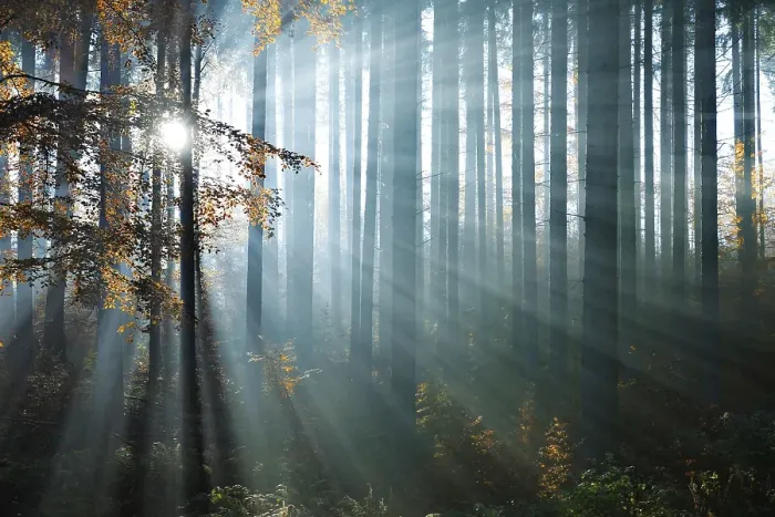 Framed Print : Sun rays shine between tree trunks in the autumn forest