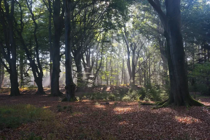 Framed Print : Sun rays shining through trees in forest
