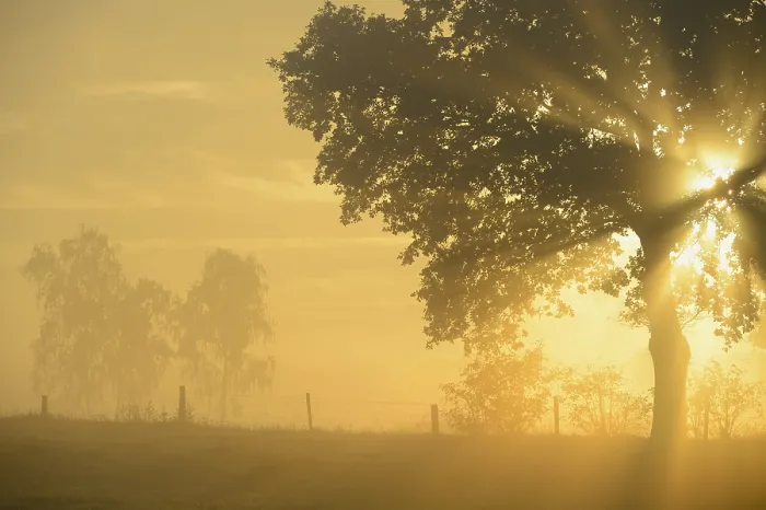 Framed Print : Sun rays in a tree, Dingdener Heide