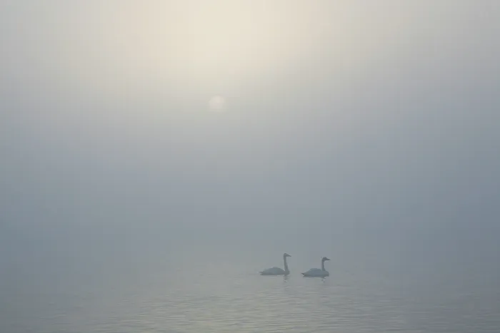 Framed Print : Sun rising over a pair of swans floating on the mist covered Lake Laugarvatn