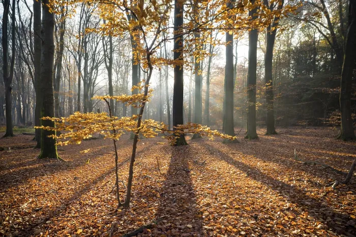Framed Print : Sun shines through autumn trees in a forest Framed Print : Sun shines through autumn trees in a forest