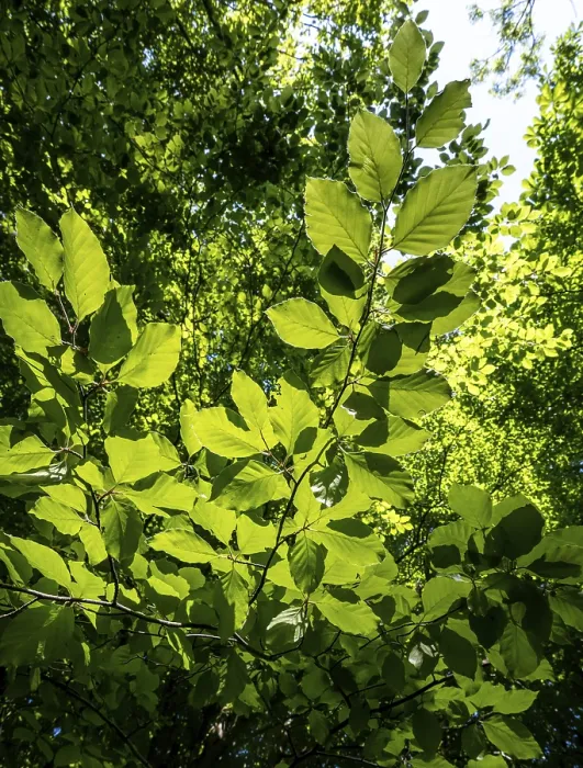 Framed Print : Sun shines through beech leaves on the branch Framed Print : Sun shines through beech leaves on the branch