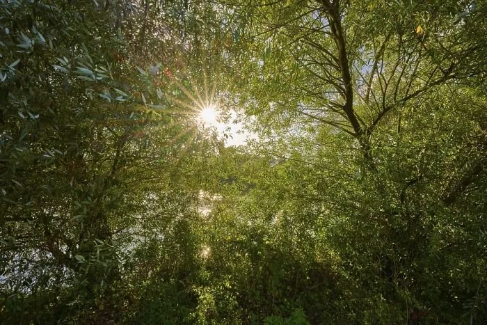 Framed Print : The sun shines through the dense trees of a forest and creates a peaceful atmosphere