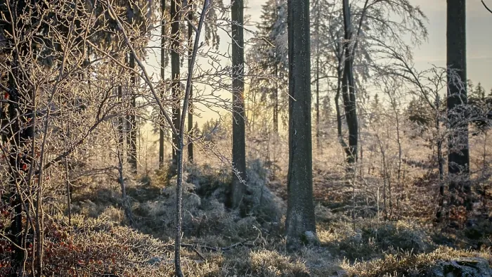Framed Print : The sun shines through frosty trees in the forest and creates a peaceful atmosphere Framed Print : The sun shines through frosty trees in the forest and creates a peaceful atmosphere