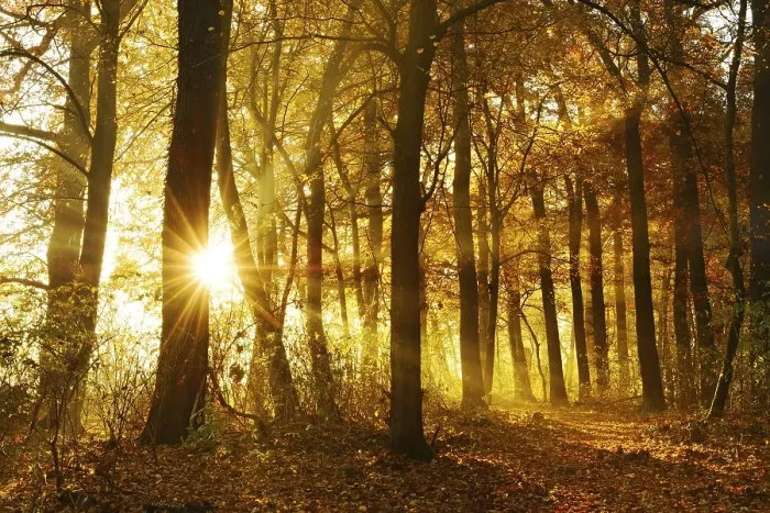 Framed Print : Sun shines through natural deciduous forest of oaks and beeches in autumn