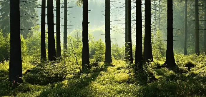 Framed Print : Sun shines through natural spruce forest with morning fog