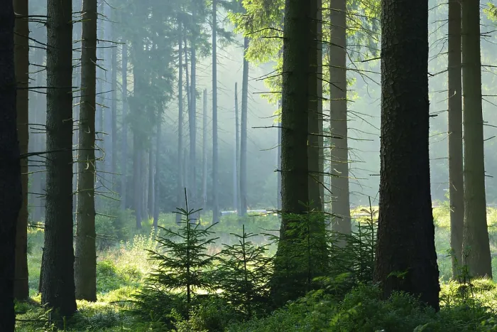 Framed Print : Sun shines through natural spruce forest with morning fog