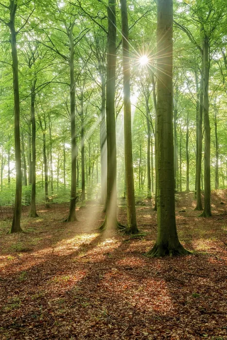 Framed Print : The sun shines through a near-natural beech forest (Fagus sp) Framed Print : The sun shines through a near-natural beech forest (Fagus sp)
