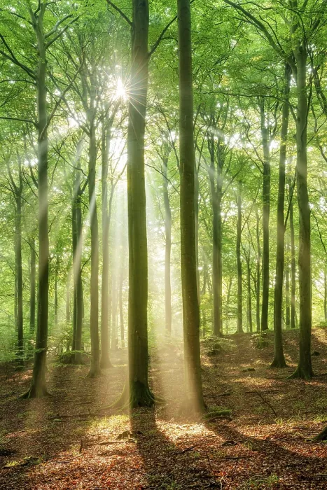 Framed Print : The sun shines through a near-natural beech forest (Fagus sp)