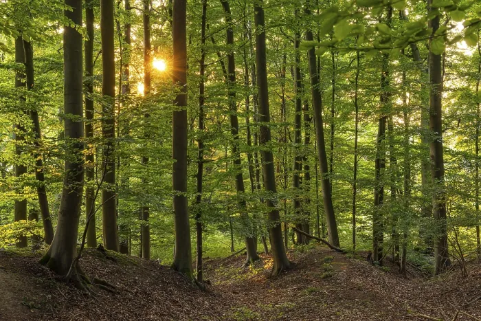 Framed Print : The sun shines in a picturesque beech forest on the Eichenberg near Blomberg Framed Print : The sun shines in a picturesque beech forest on the Eichenberg near Blomberg