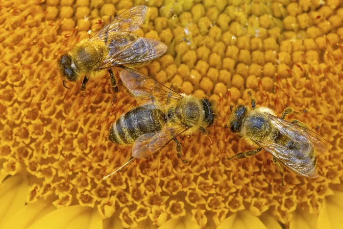 Framed Print : The sun shines down from the sky on a sunflower where some bees are collecting the nectar of the blossom