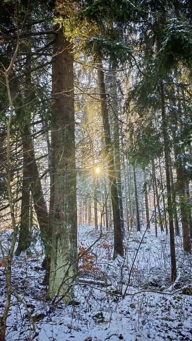 Framed Print : The sun shines through the snow-covered trees in a quiet winter forest Framed Print : The sun shines through the snow-covered trees in a quiet winter forest
