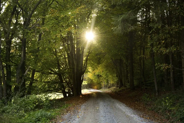 Framed Print : The sun shines through the trees