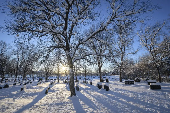Framed Print : Sun shining through the branches of a tree in a snowy cemetery with many gravestones