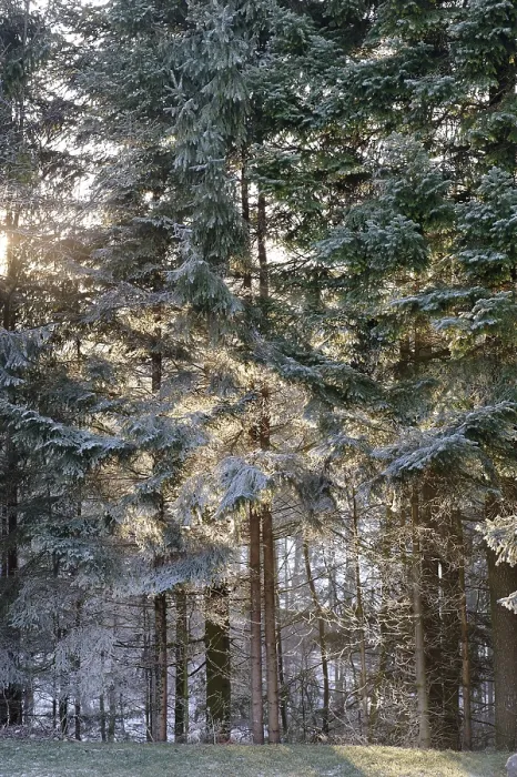 Framed Print : Sun shining through a hoar frost covered forest