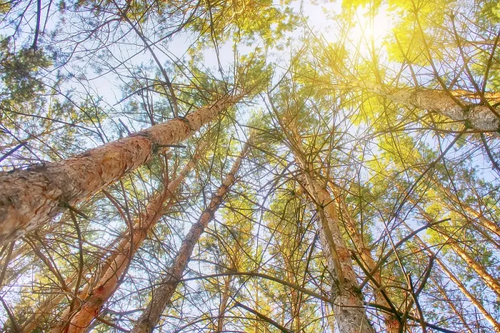 Framed Print : Top with the sun in the southern pine forest
