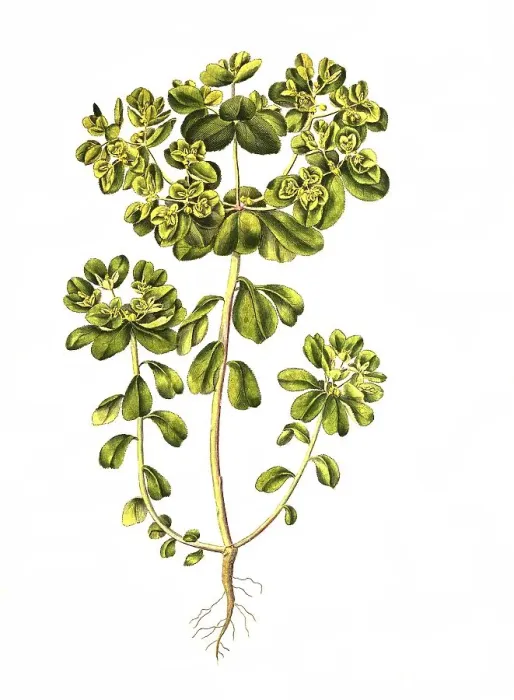 Framed Print : Sun spurge (Euphorbia helioscopia) Framed Print : Sun spurge (Euphorbia helioscopia)