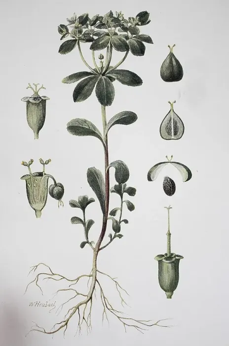 Framed Print : Sun spurge (Euphorbia helioscopia)