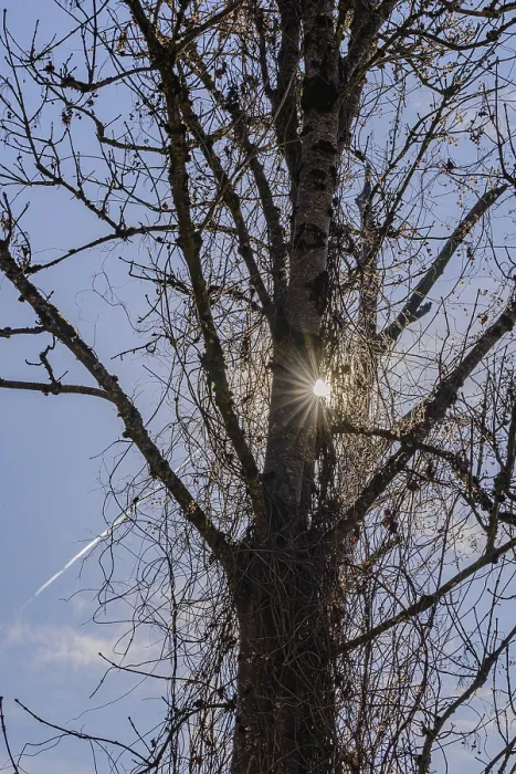 Framed Print : Sun standing behind tree, making visible through the branches Framed Print : Sun standing behind tree, making visible through the branches