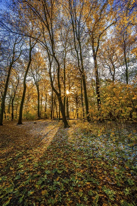Framed Print : A sun star in a deciduous forest at sunset in late autumn and snow on the forest floor